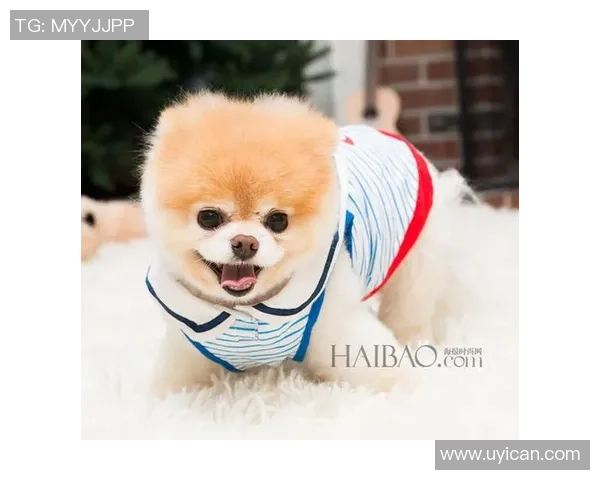 足球明星与萌犬同框瞬间展现温馨友谊与运动魅力