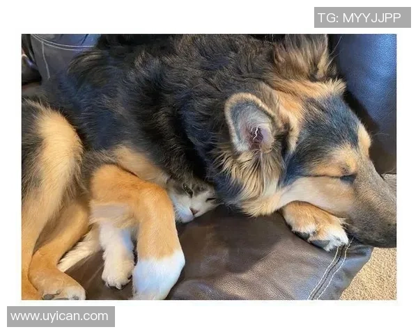 足球明星家庭中的宠物们：他们的生活与快乐瞬间揭秘